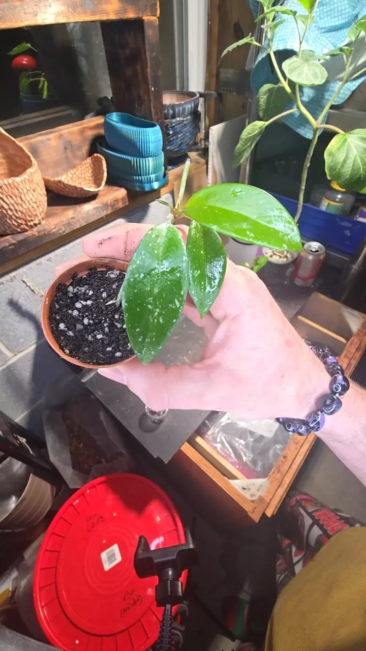 hoya splash rooted cutting GC thumbnail