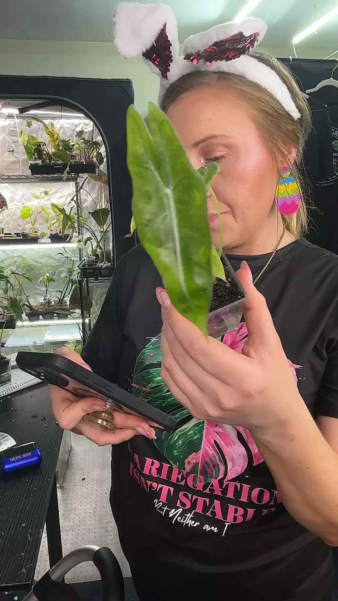 Alocasia Longiloba Lucifer (Indo) thumbnail