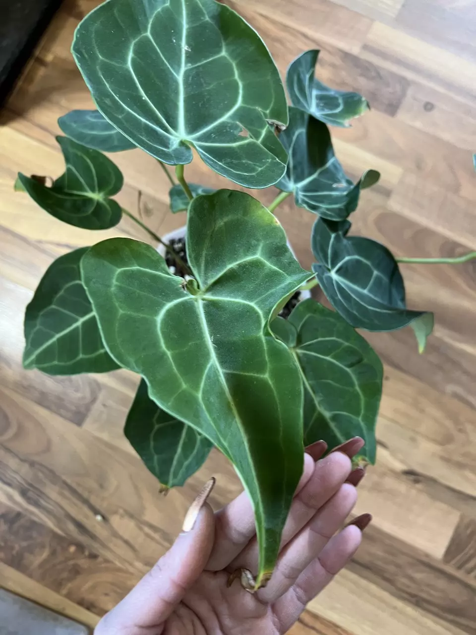 SKG King Clari X Seedling thumbnail