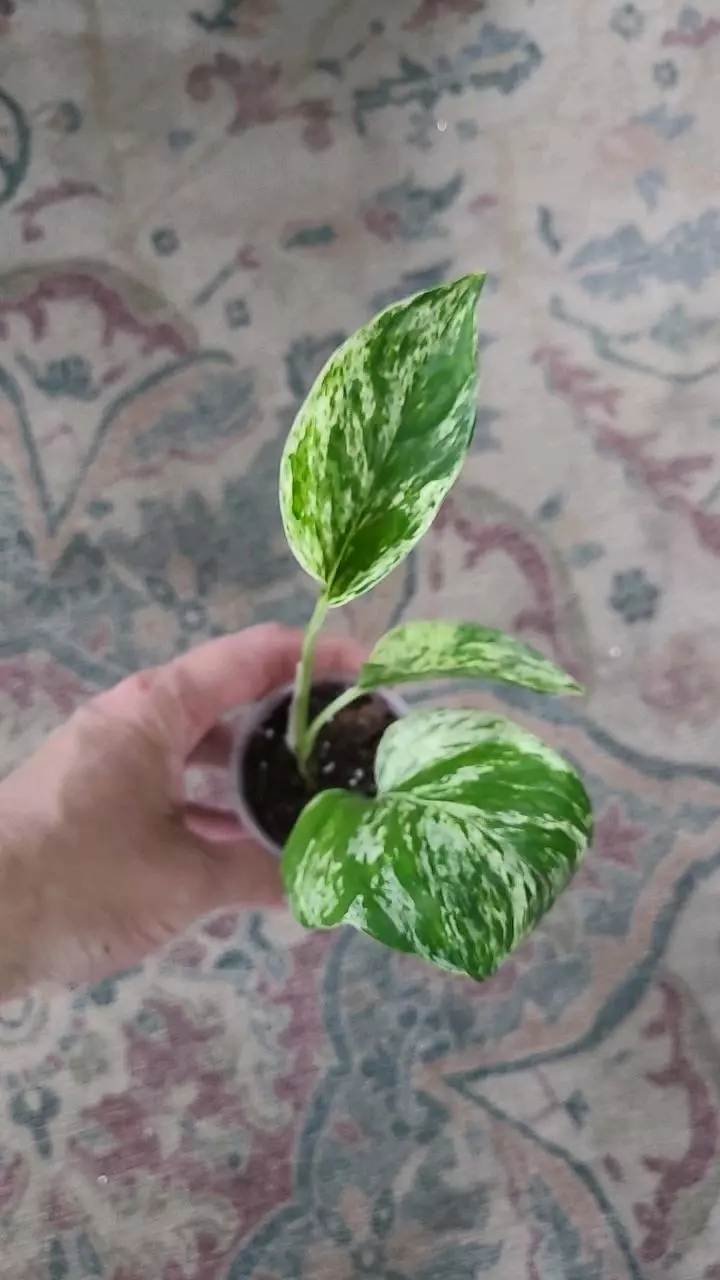 Marble Queen Pothos 2" thumbnail
