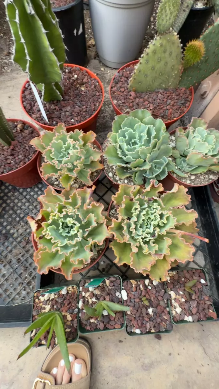 echevieria 6” thumbnail