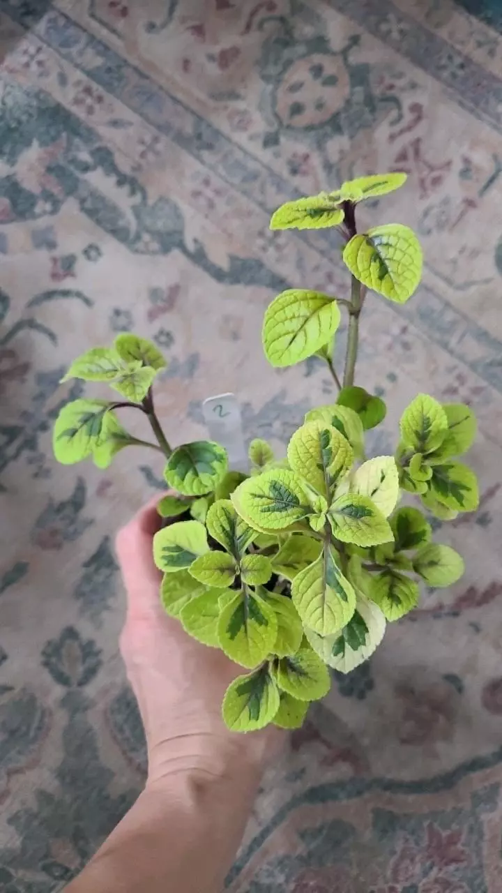 Golden Swedish Ivy 3.25" #2 thumbnail