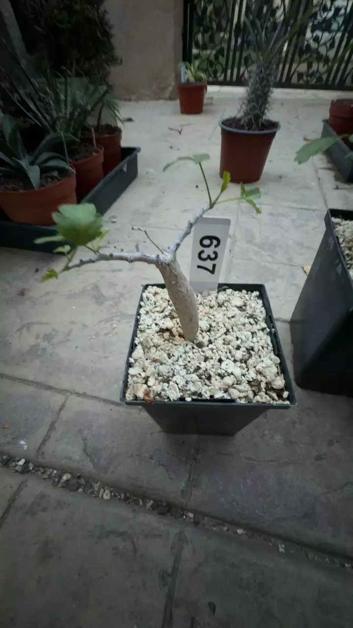 637 bursera fagaroides GC thumbnail