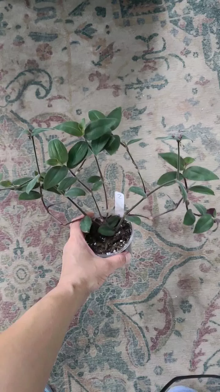 Tradescantia Baby Bunny Bellies 3.25" thumbnail