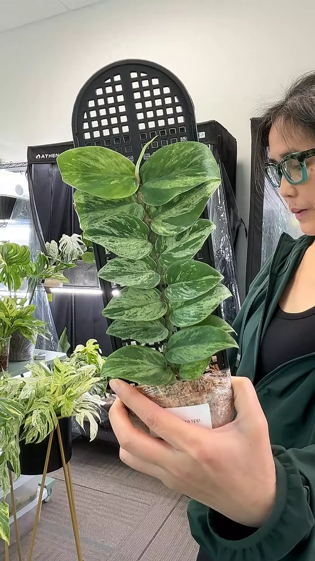 raphidophora hongkongensis sellers choice thumbnail