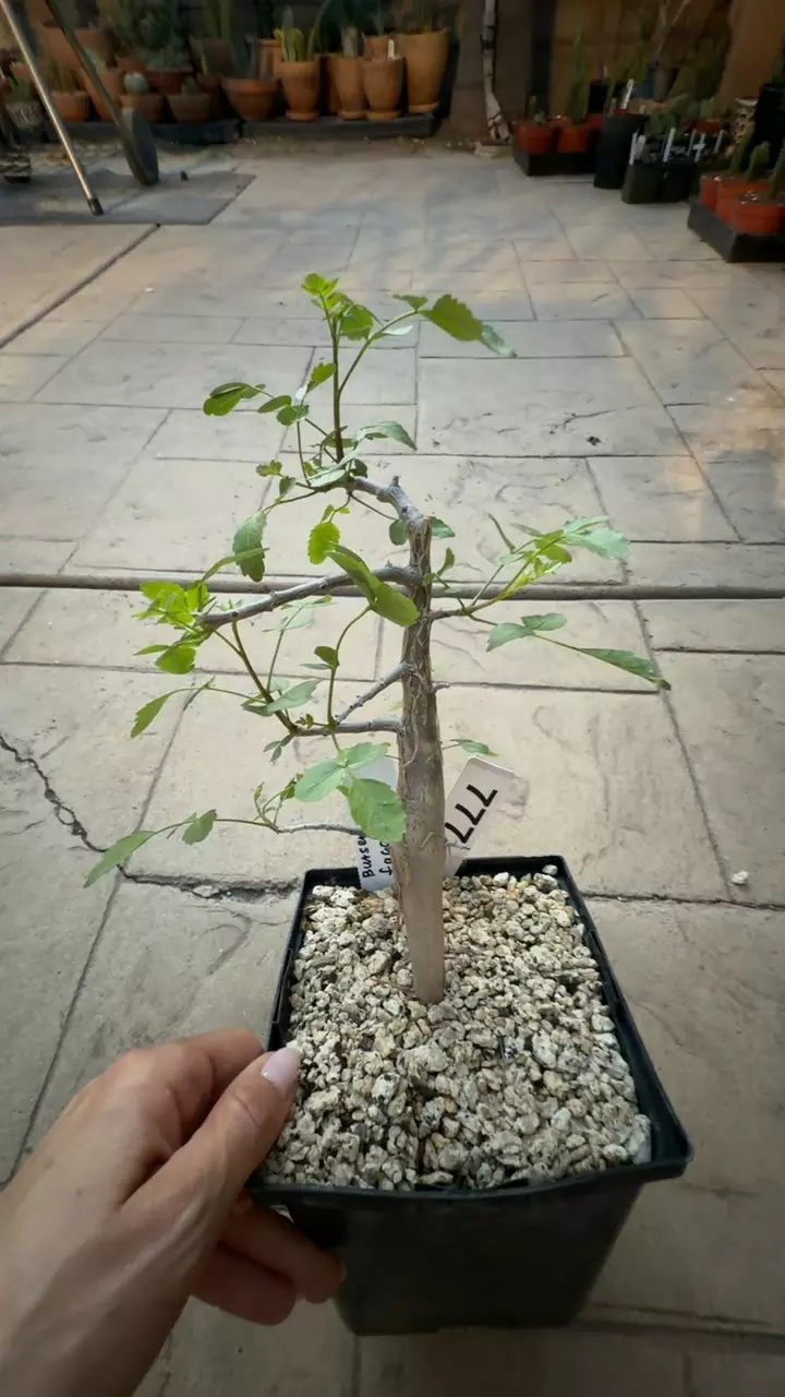 777 bursera fagaroides 6” GC thumbnail