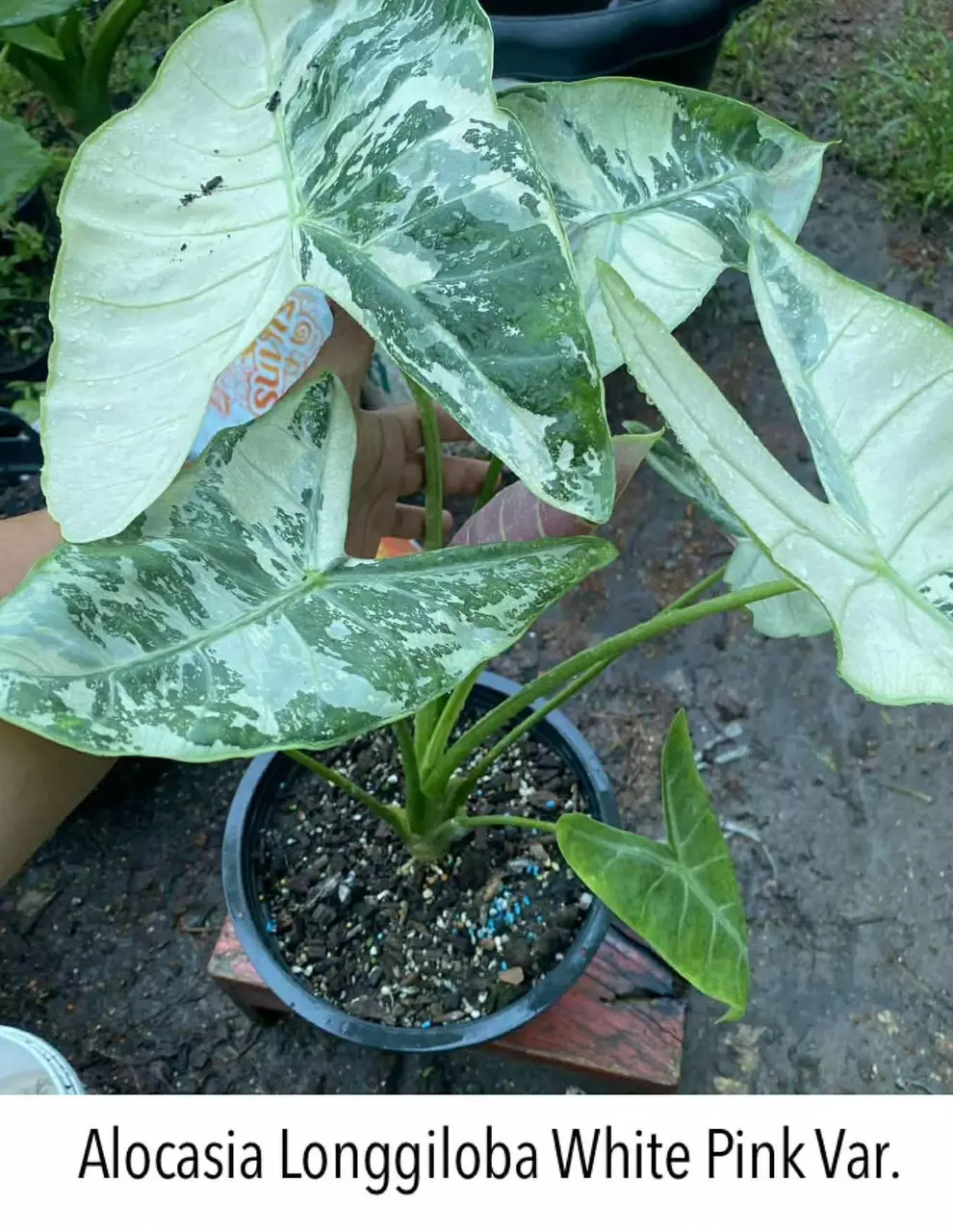 alocasia longiloba albo pink back corms thumbnail