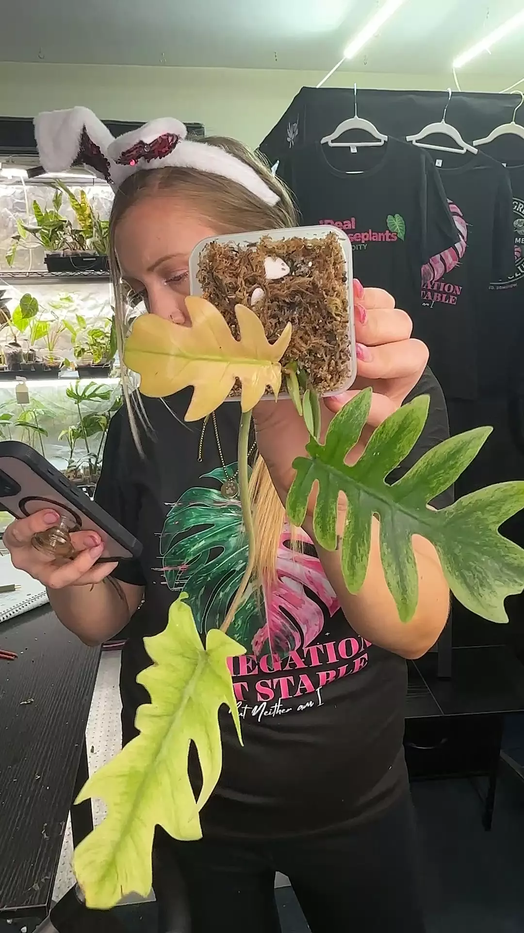 philodendron mayoi x squamiferium mint thumbnail