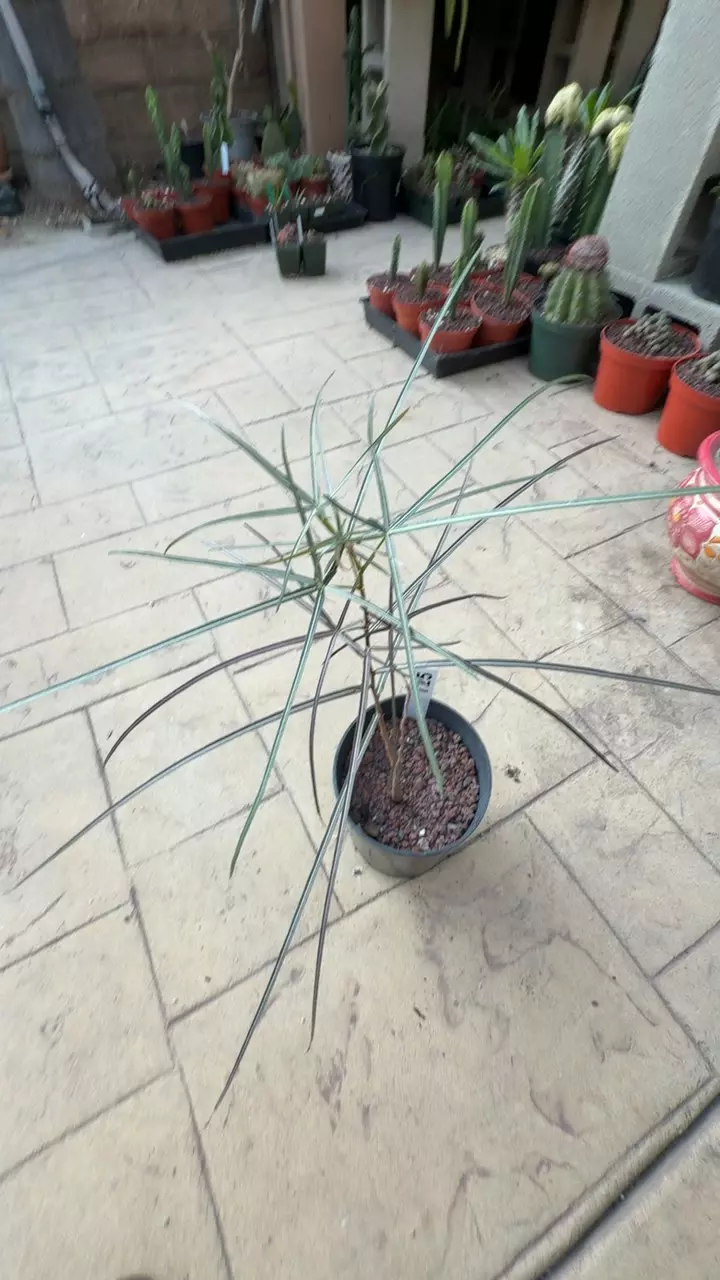 brachychyton rupestris GC 6” thumbnail
