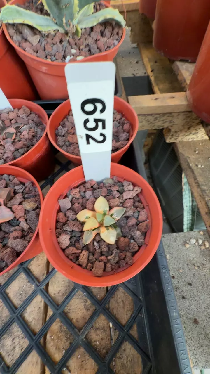 652 thumbnail