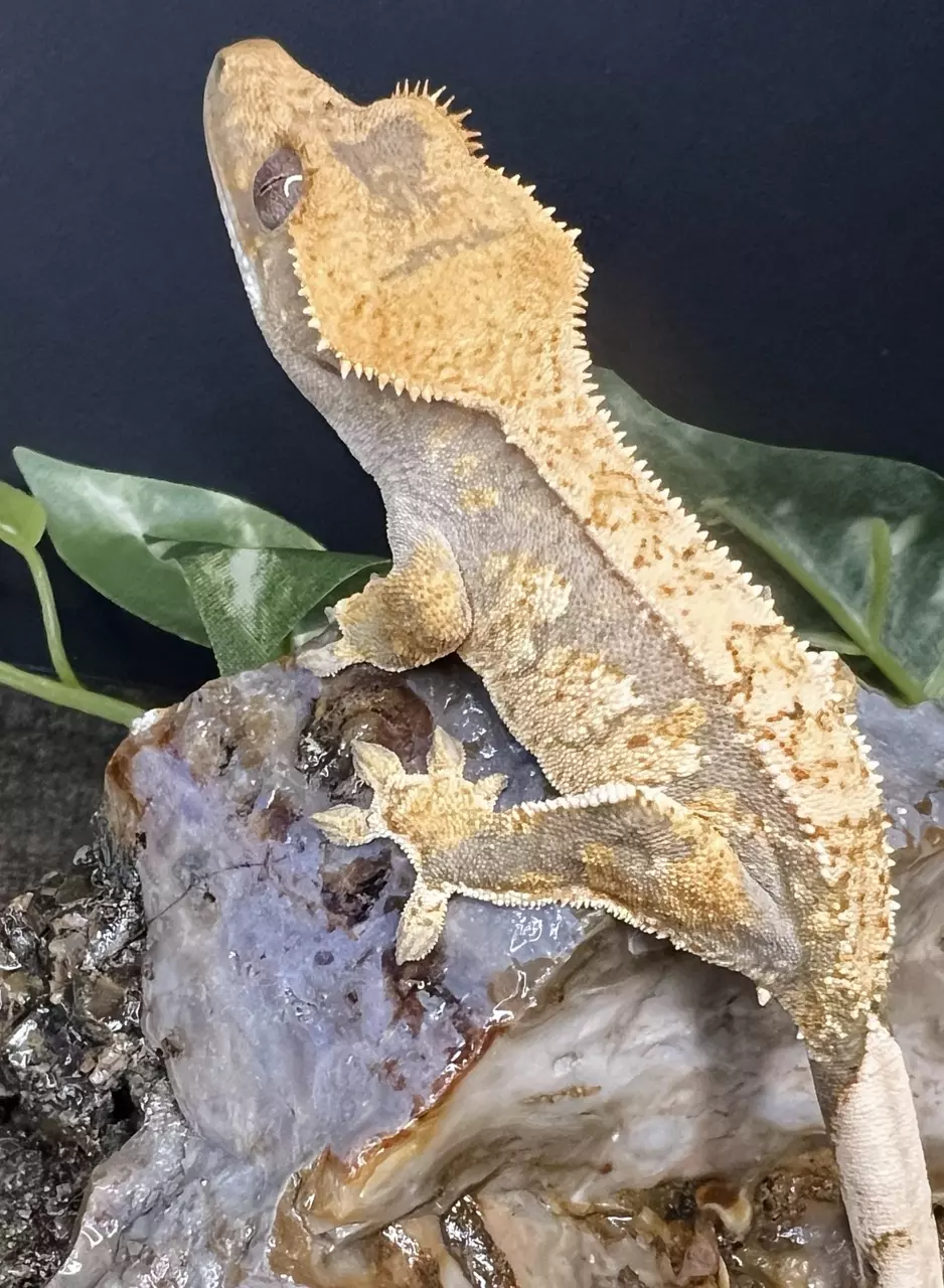 Extreme Harlequin NPV thumbnail