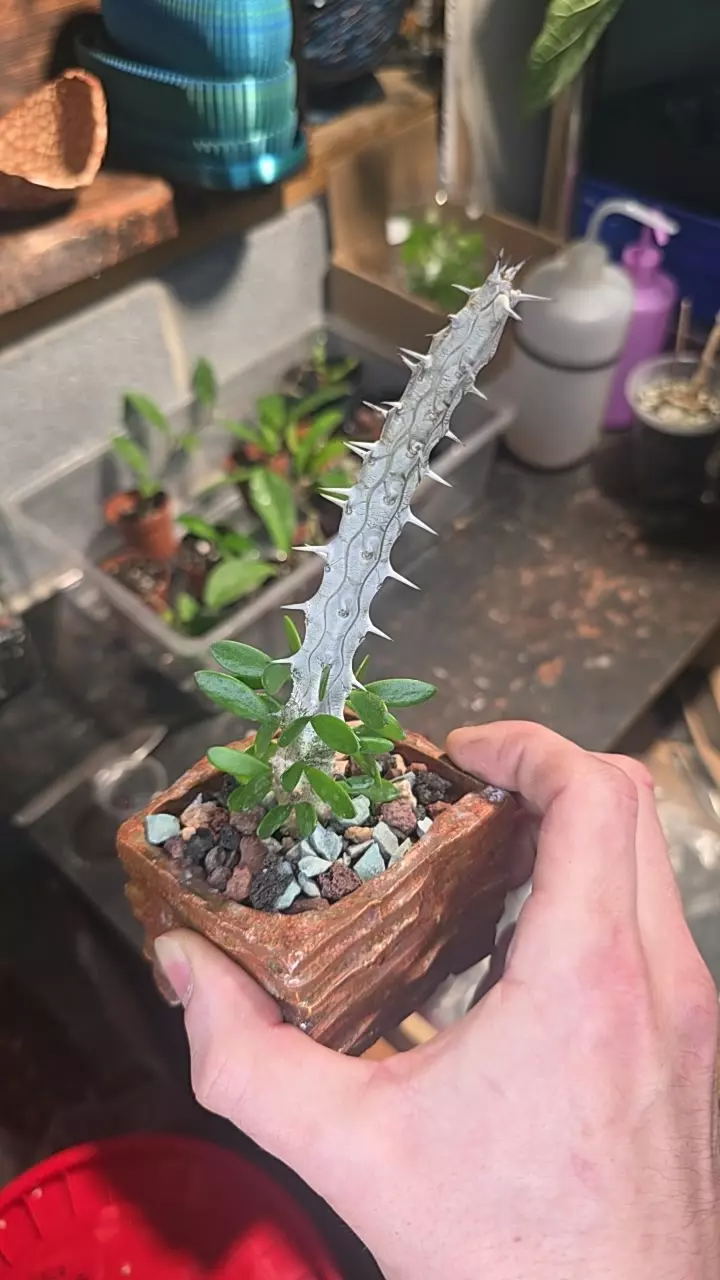 rooted Madagascar ocotillo w/ 3in Dr.Prickly pot! GC thumbnail