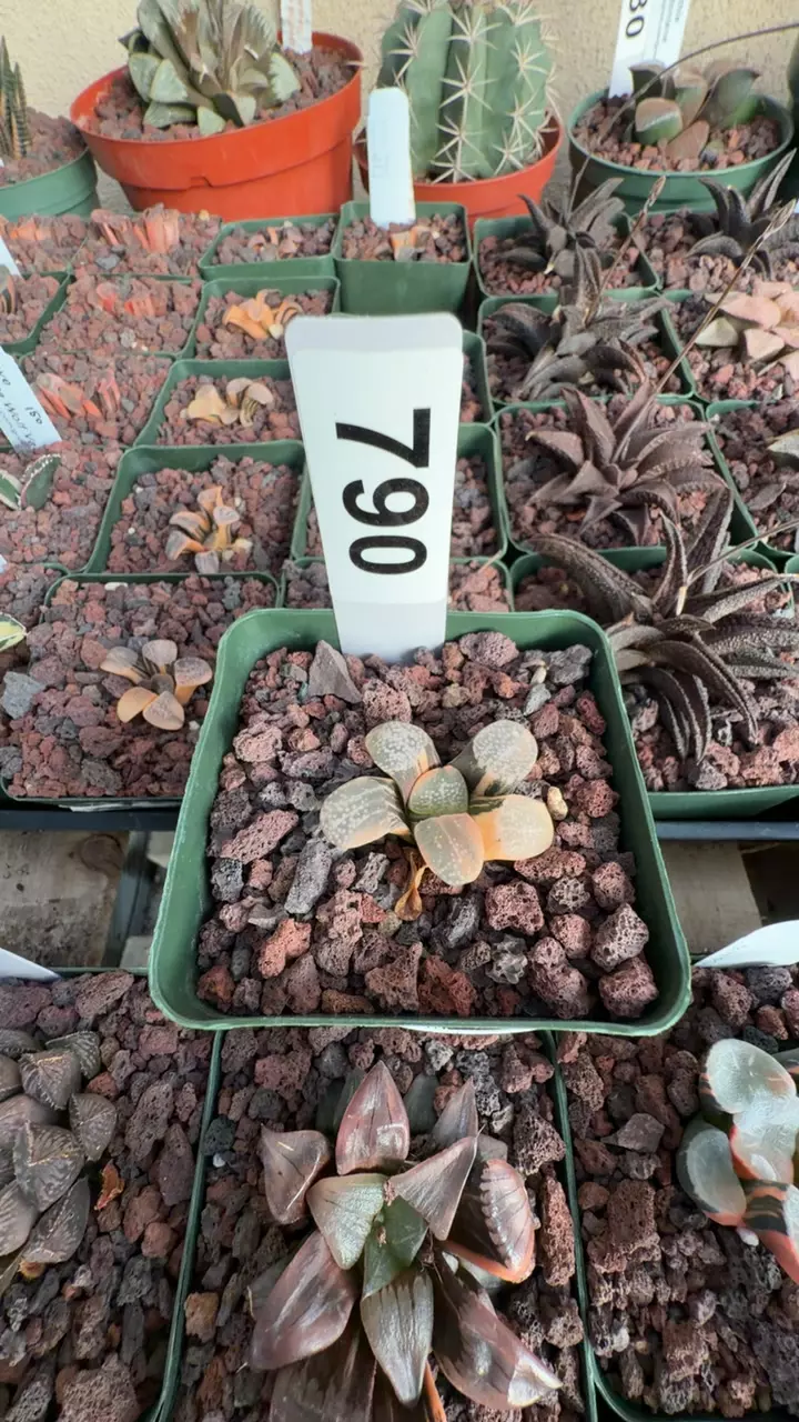 790 haworthia pygmea Dian Dian GC thumbnail