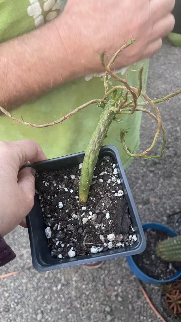 Euphorbia Medusa 5” thumbnail