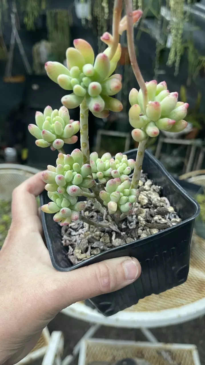 Sedum Pachyphyllum 5” thumbnail