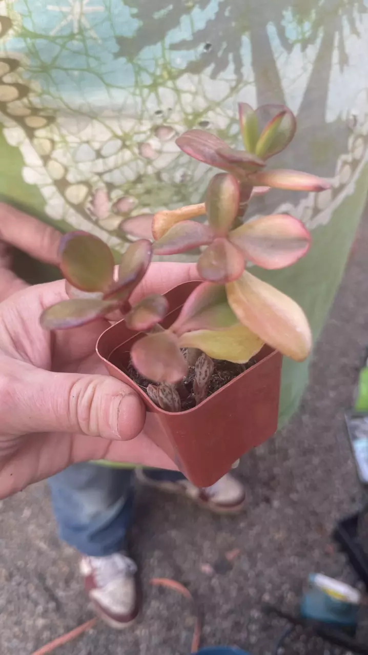 Tri color jade variegated 2” thumbnail