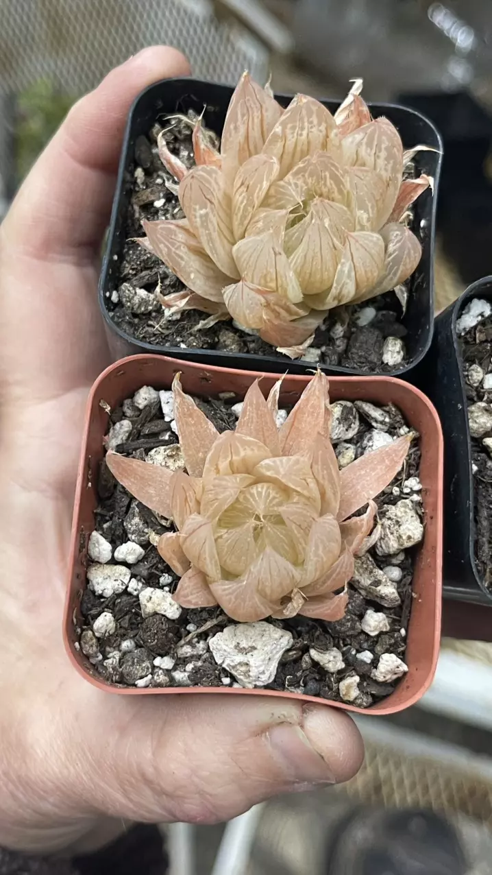 Haworthia Variegated Cooperi 2” thumbnail