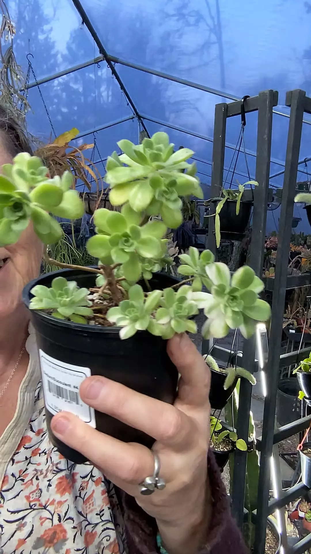 Variegated Suncup Aeonium 5” thumbnail