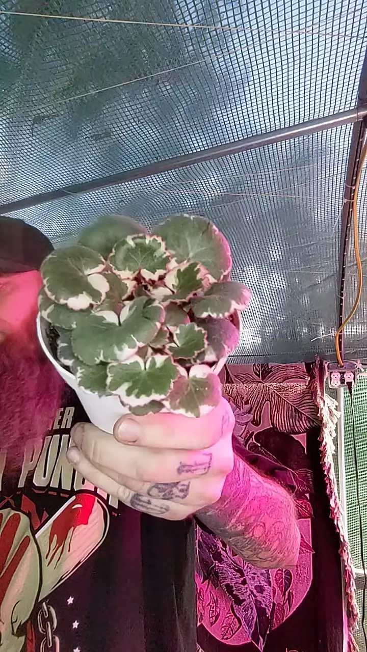 887 Strawberry Begonia thumbnail