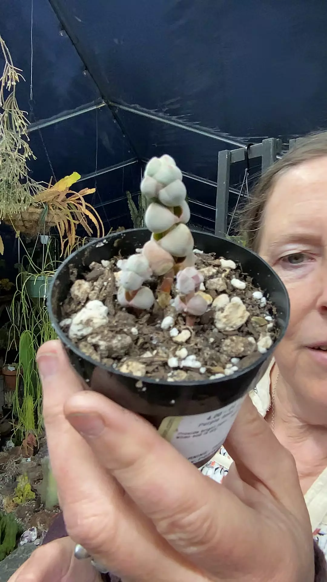 Crassula Arta 2.5” thumbnail