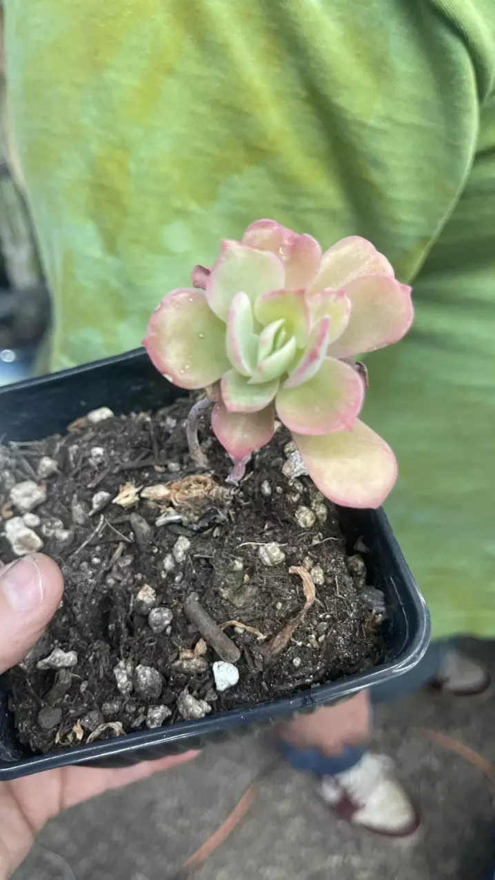 Echeveria? thumbnail