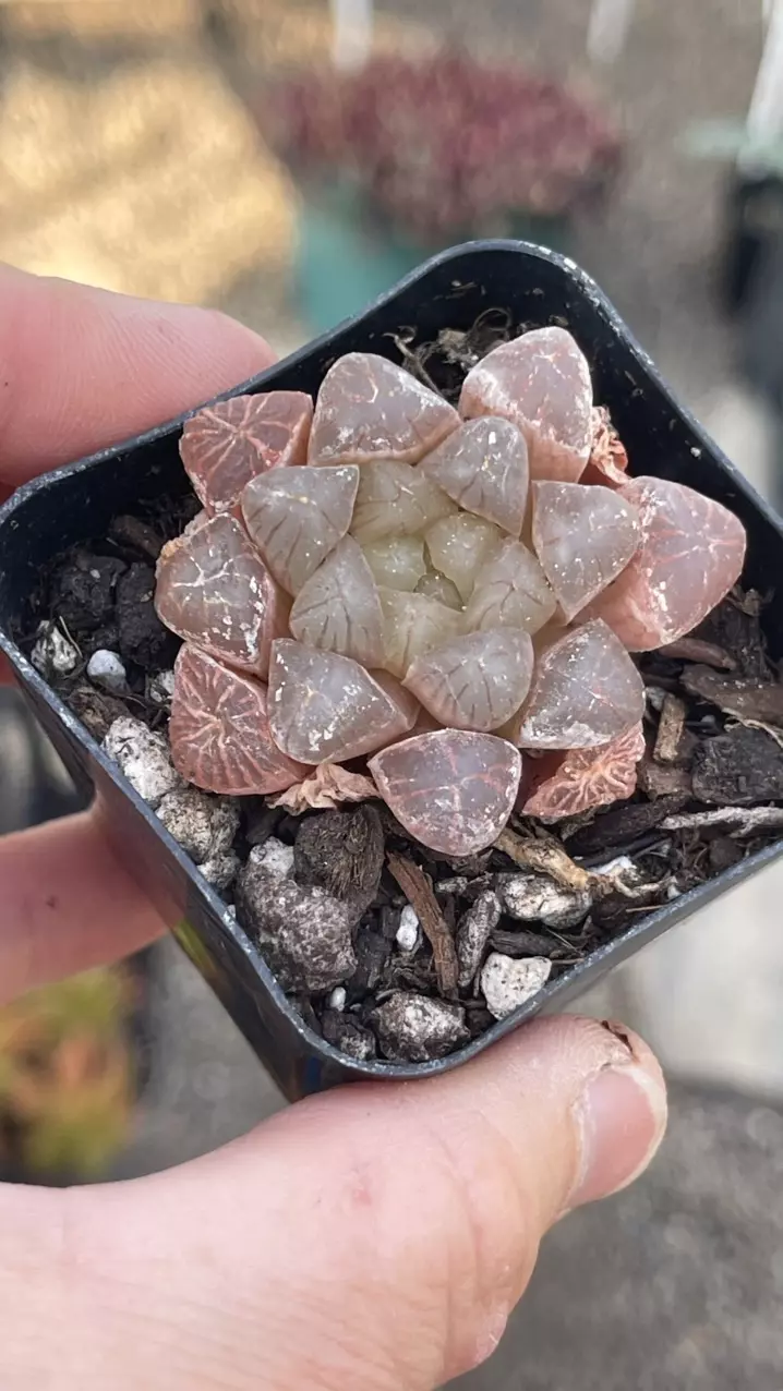 Pink Cooperi 2” thumbnail