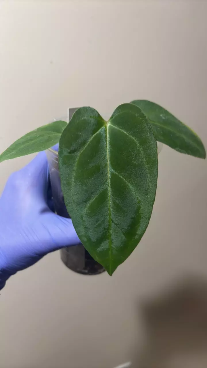 carla ra8 s1 x carla port thumbnail