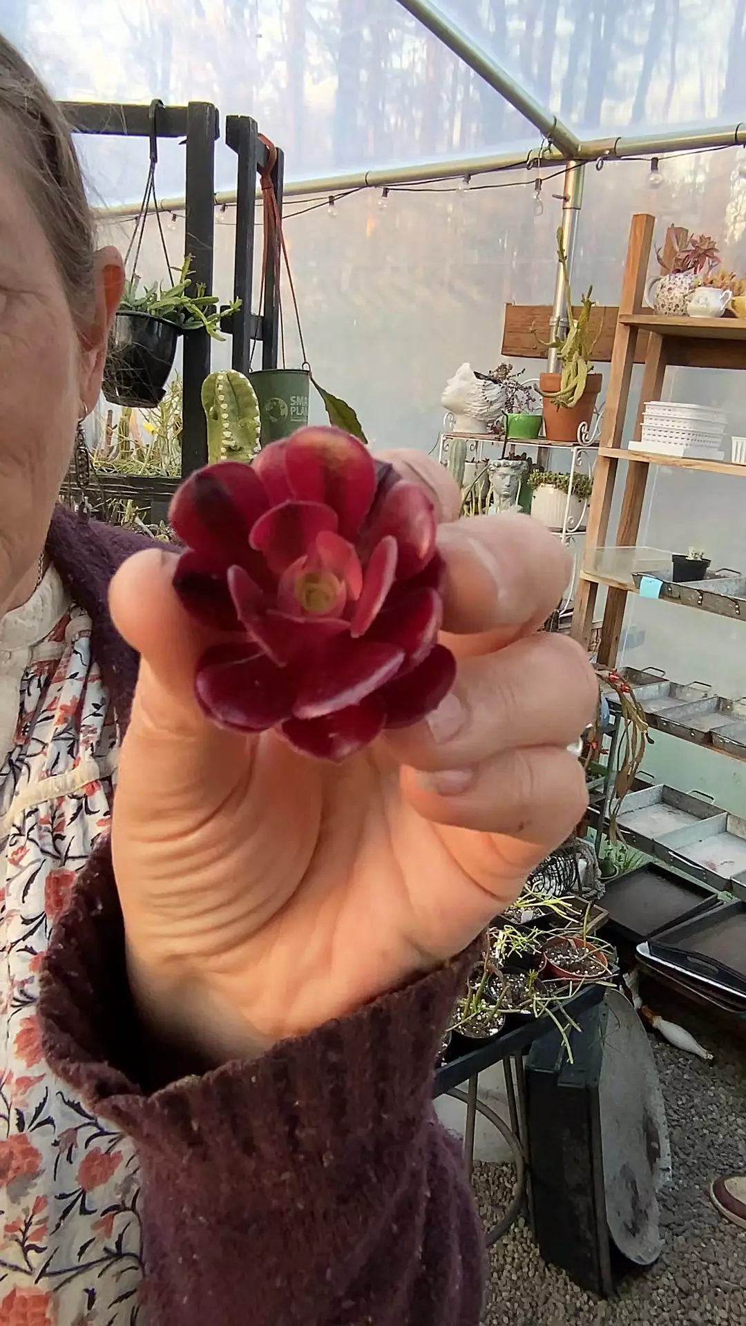 Variegated Aeonium Meiji cutting thumbnail