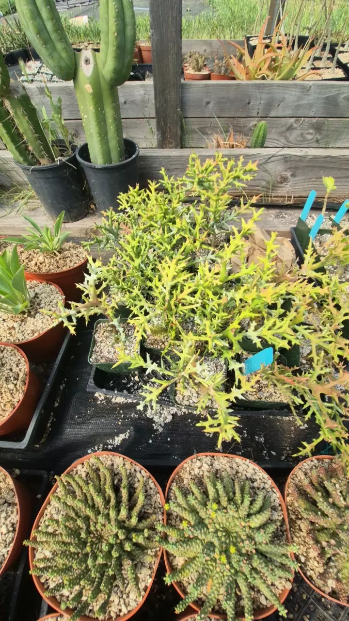 Euphorbia stenoclada in 4" thumbnail