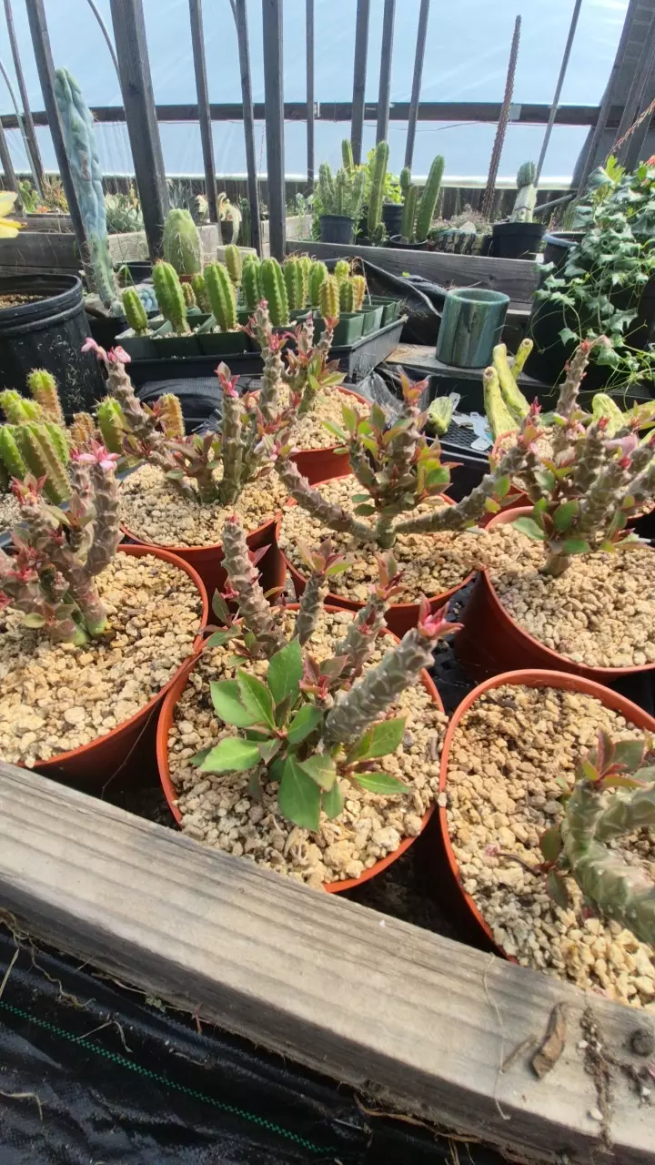 Monadenium 'Pink Ice' in 6" thumbnail