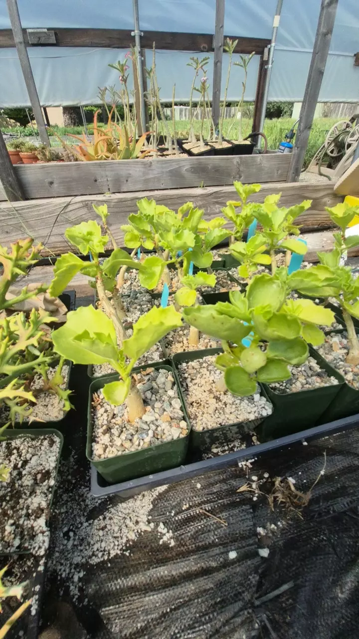 Cyphostemma chirrosum in 4" thumbnail