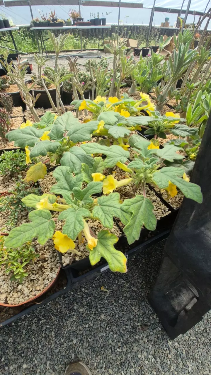 Uncarina rosulatum in a gallon thumbnail