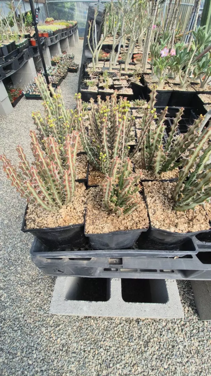 Euphorbia knutthii in a gallon thumbnail