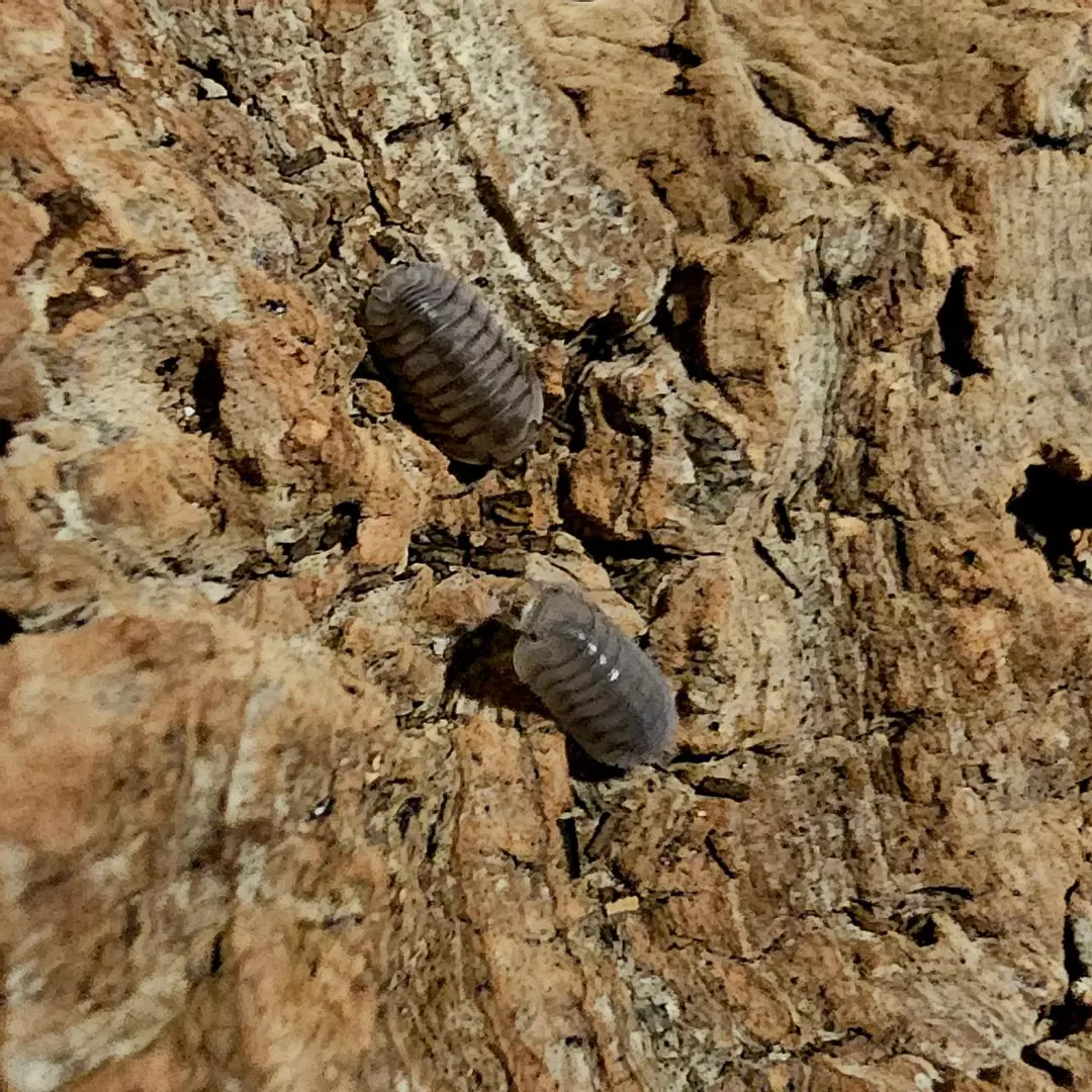 Cubaris "Blue Pigeon" 10ct thumbnail