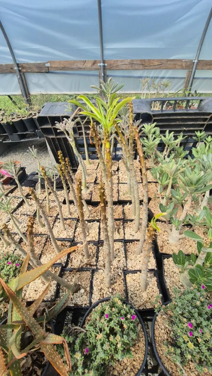 Pachypodium rutebergianum in 5" thumbnail