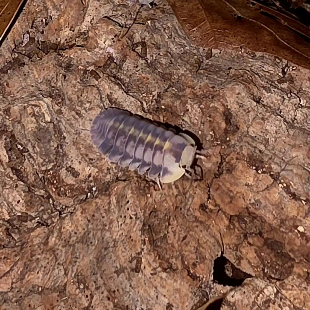 Cubaris "Green Laser" 10ct thumbnail