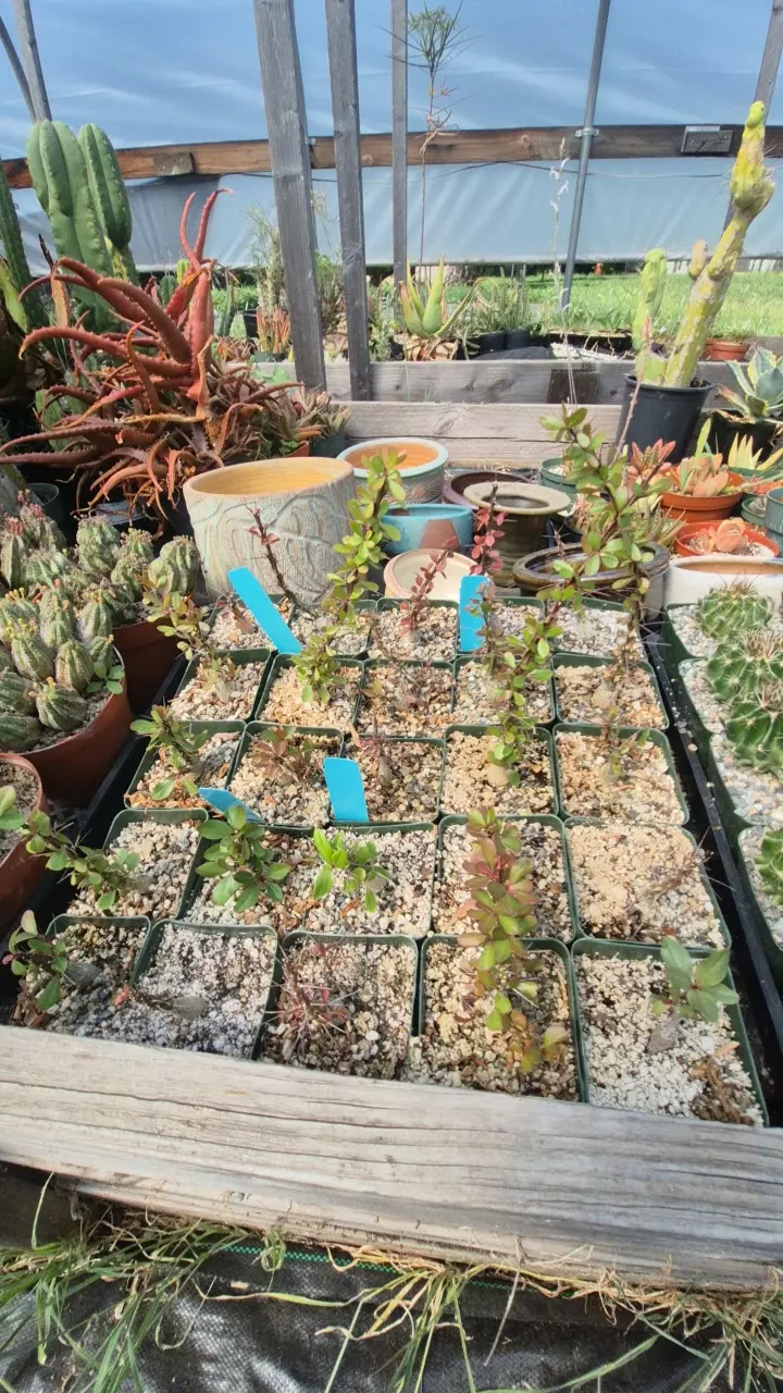 Fouquieria fasciculata in 4" thumbnail