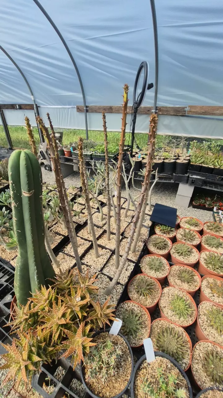 Pachypodium rutebergianum in a gallon thumbnail