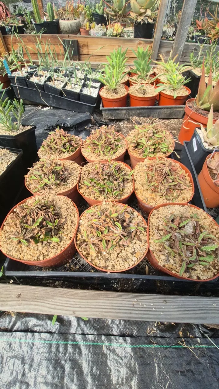 Euphorbia decaryi in 6" thumbnail