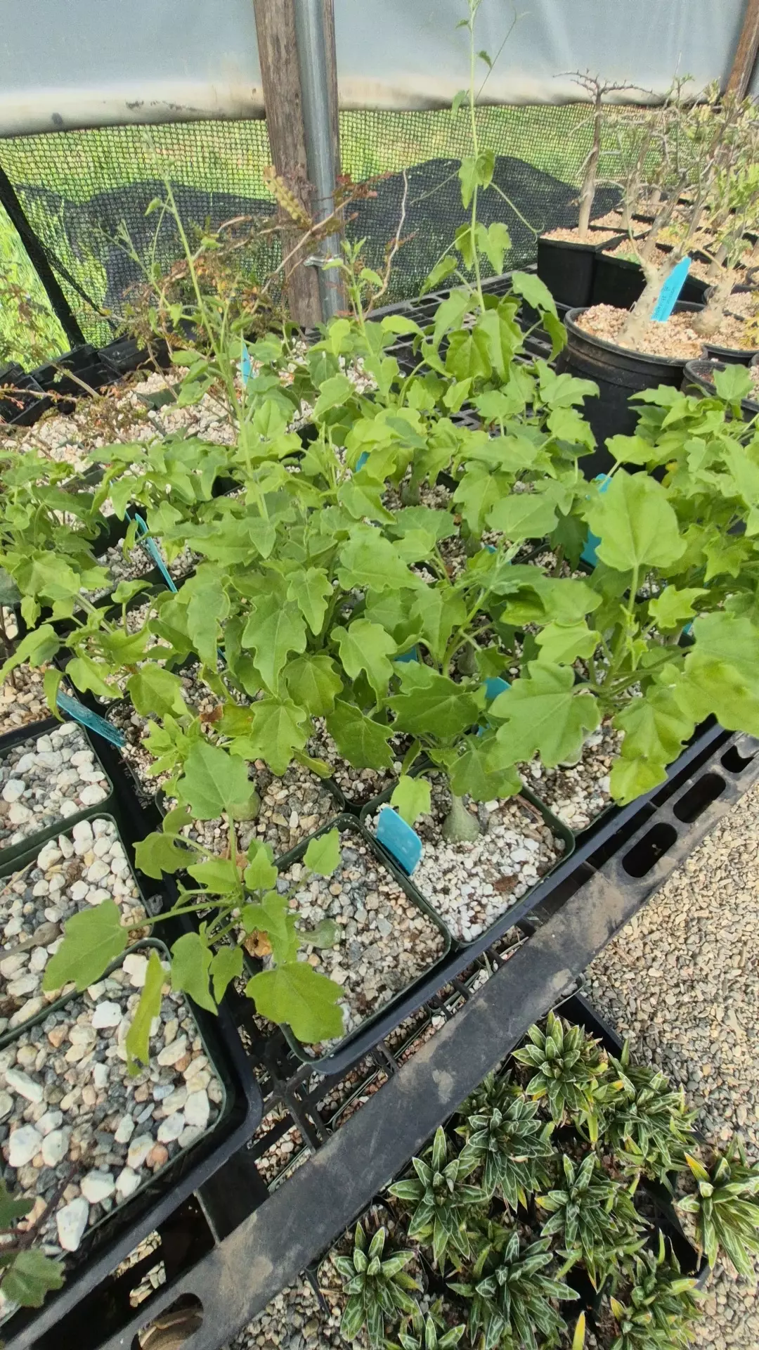 Zyhosicyos pubescens in 4" thumbnail