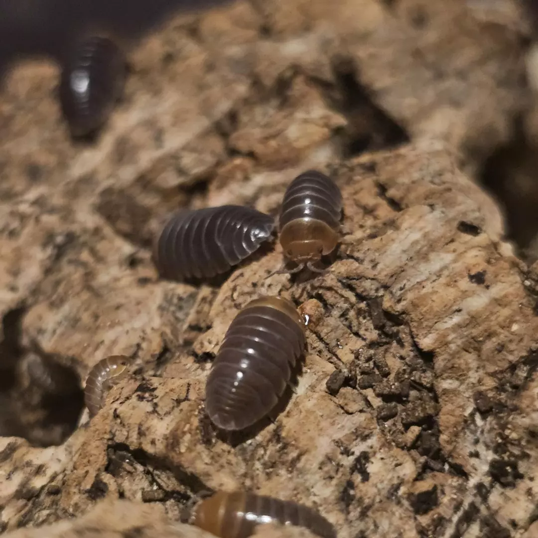 Armadillidium flavoscutatum "Red Head" 10ct thumbnail