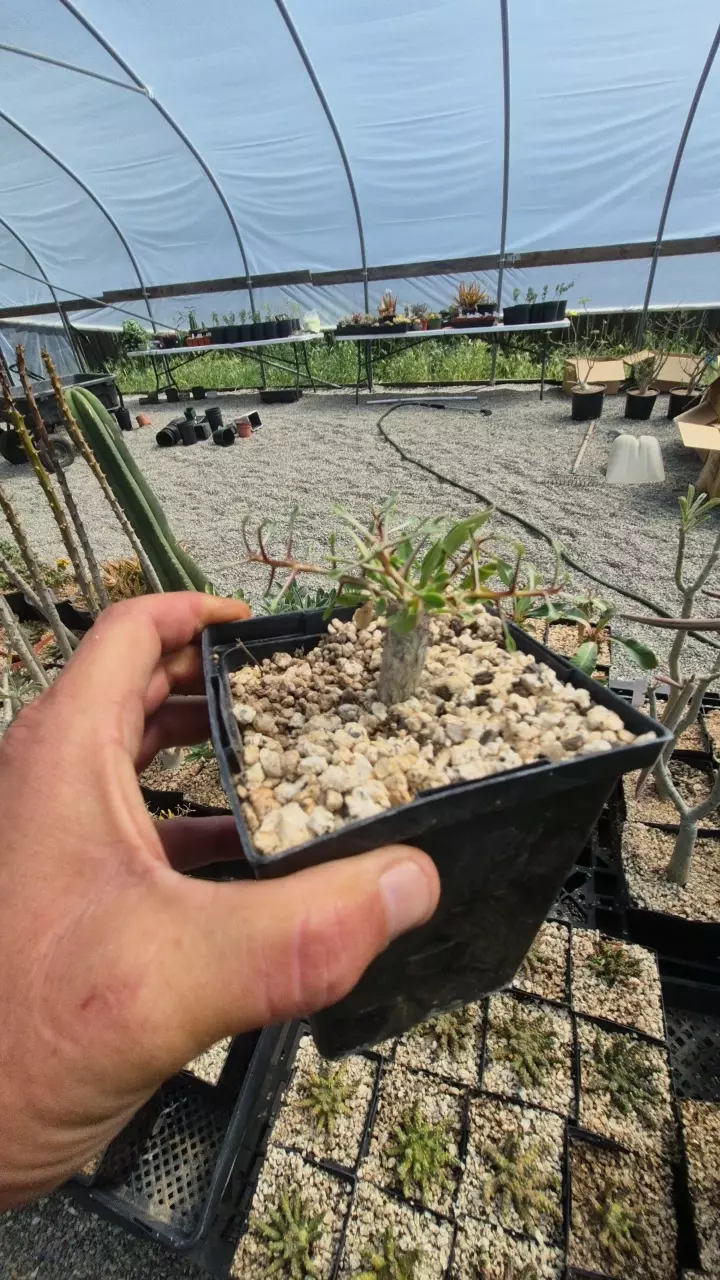 Fouqueria columnaris aka Boujum in 4" thumbnail