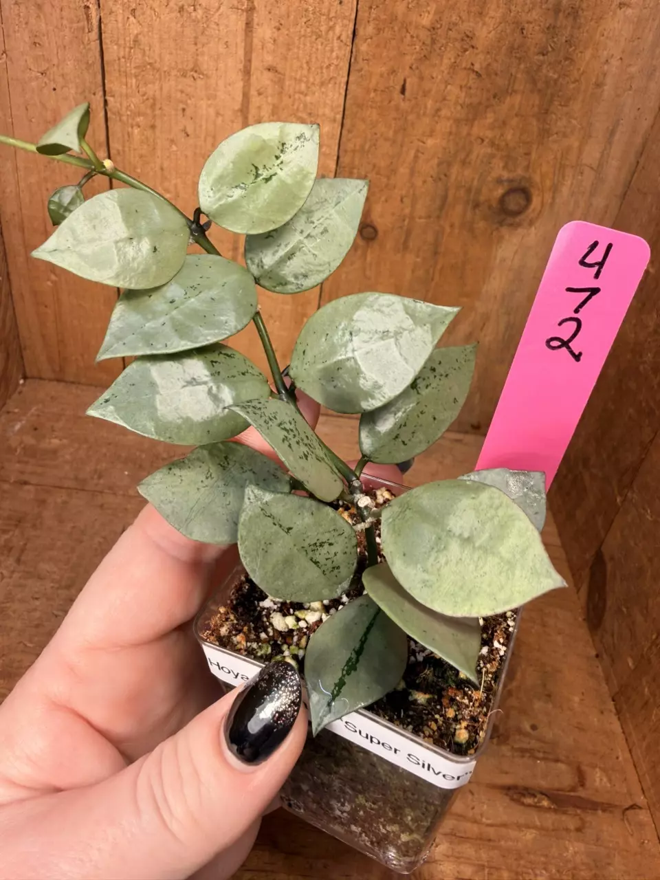 472 Hoya krohiana super silver- so glossy! thumbnail