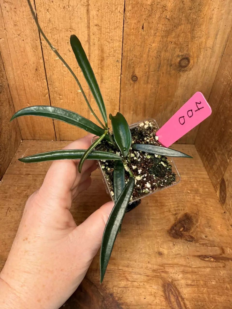 400 Hoya shepherdii thumbnail