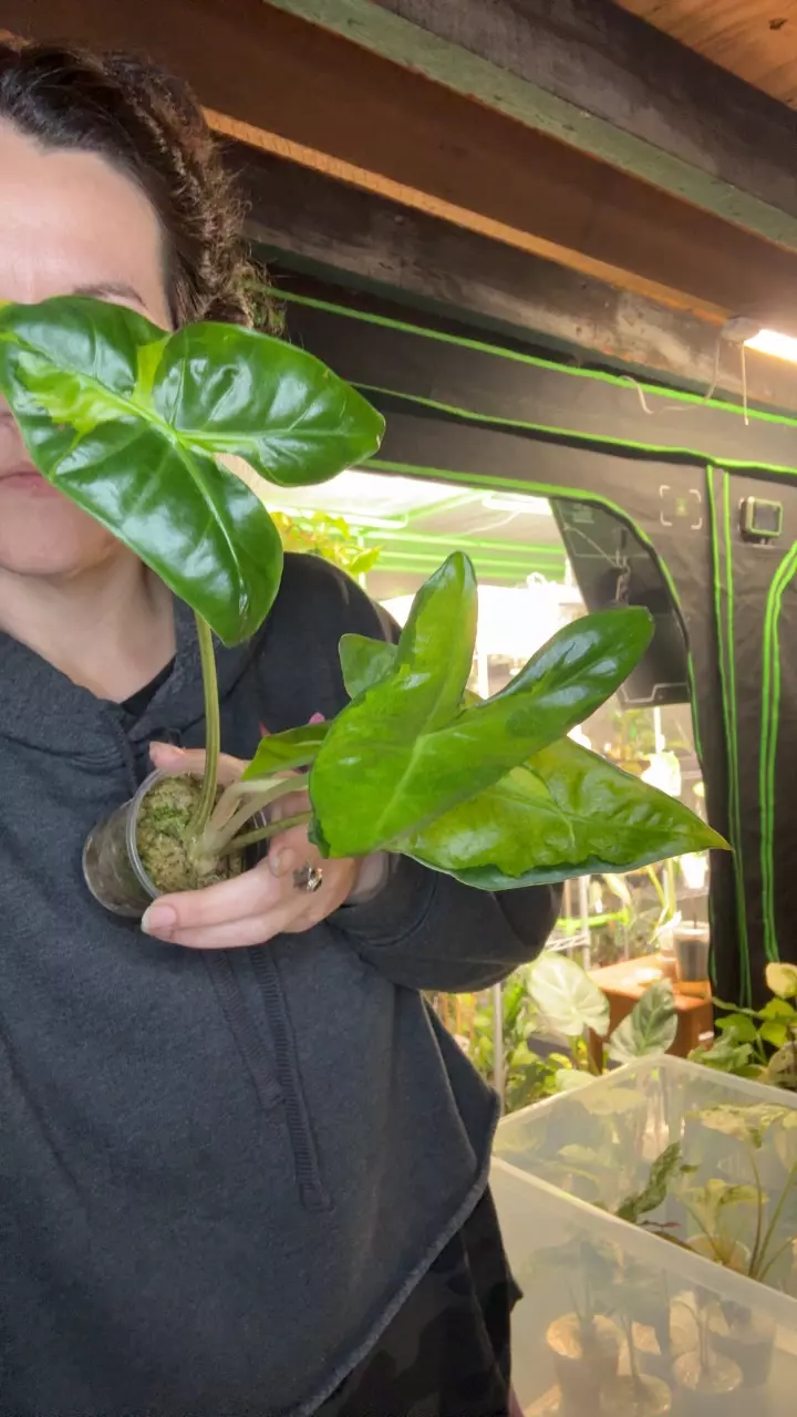 Longi Lava Aurea CORMS thumbnail