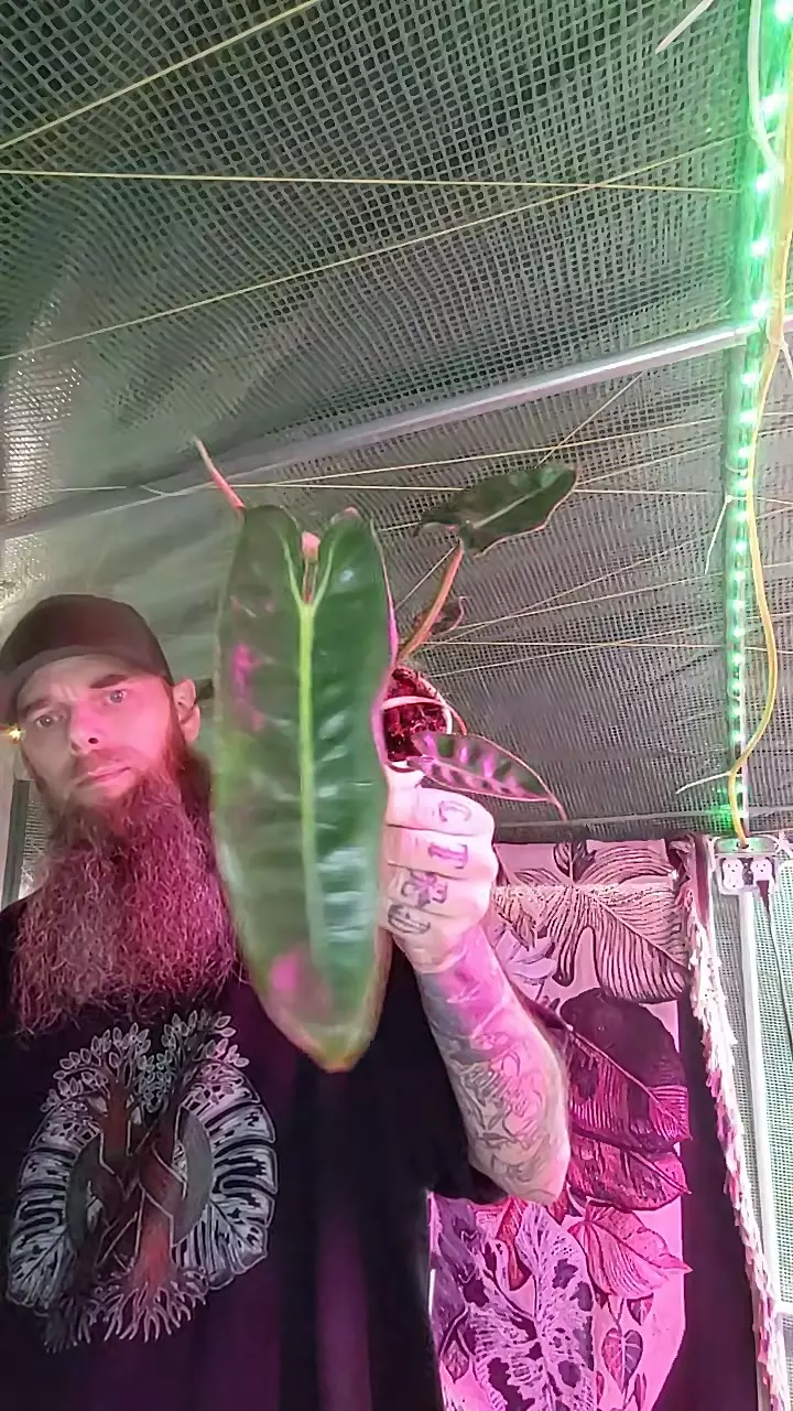 892 Philodendron Billie thumbnail