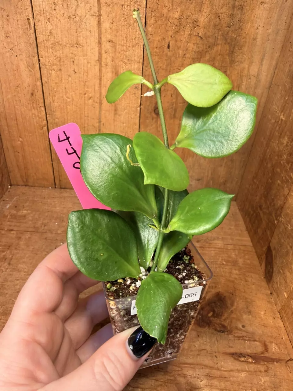 448 Hoya NS05-055 (clone of anulata) thumbnail
