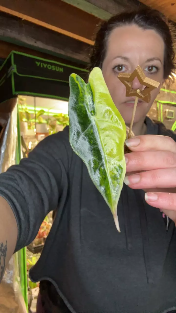 Polly x Watso Aurea thumbnail