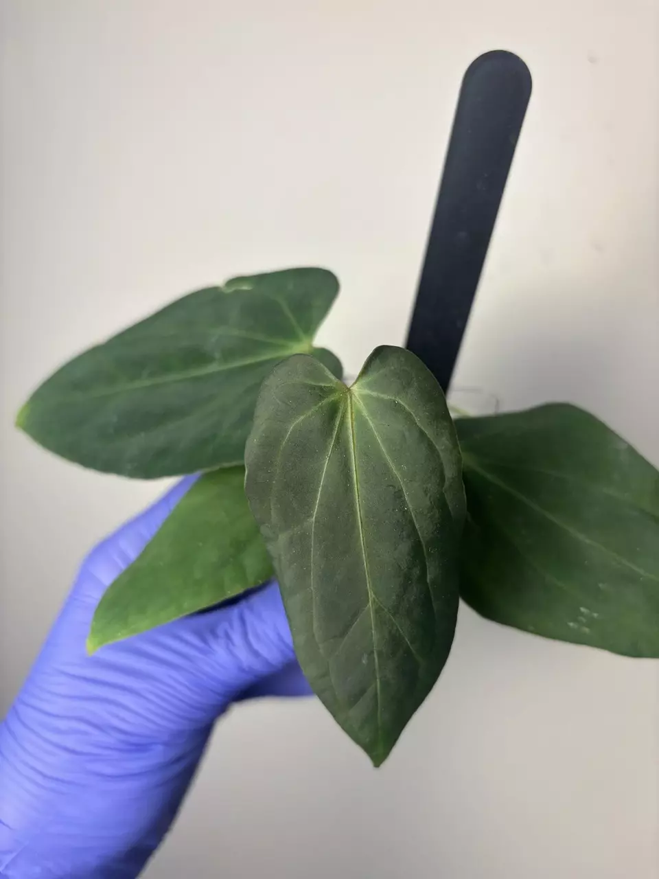 doc f2 x bvep (roundbbl) thumbnail