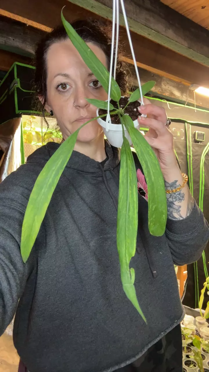 Anthurium Vittari Variegated thumbnail